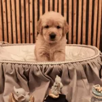 Baby Face Safkan Golden Retriever Yavruları