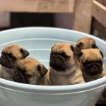 Show Class Pug Mops Bebekler