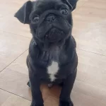 Si̇yah Pug Erkek Yavru