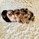 Pomeranian Boo Rastlalan Rengi