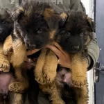 Alman Kurdu Safkan Yavrularımız