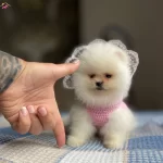Pomeranian Bo Disi Yavru