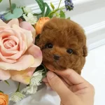 Maya Kizimizin Mukemmel Yavrusu Istanbulda