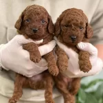 Istanbul Un Gercek Toy Poodle Bebekleri