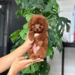 Istanbulda Kapida Odemeli Toy Poodle Bebeklerim