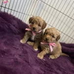 Muthis Guzellikte Poodle Bebekler