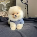 Tatlılar Abidesi Pomerian Boo