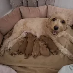 Fırsat Yavruları Bebek Yuzlu Maltipoo Evde Buyuyen