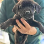 Cane Corso Yavrularımız Sizlerle