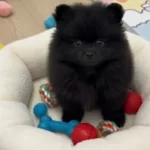 Turkıyede Az Bulunan Rengıyle Kucuk Boy Kızım