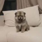 Ev Ortamında Buyuyen Pomeryan Kızım Yuvasını Arıyor