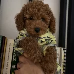 Ev Ortamında Buyuyen Orijinal Toy Poodle