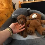 Evdogumu Poodle Bebislerim