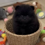 Safkan Pomeryan Bebegımız Uygun