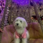 6 Aylık Maltipoo Bütün Bakım Ürünleri Verilecektir