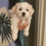 Can Emaneti Malta Teriyeri Yavrularmza Zenle Yuvaaryoruz