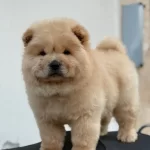 Ayı Surat Panda Gibi Cin Aslani Yavrular