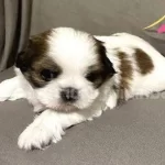 Ev Dogumlu Yavrular Egitimli