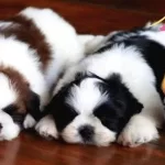 Numara Shihtsu Yavrular