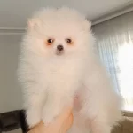 Pomeranian Boo Erkek ve Dişi