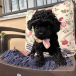 Kore Toy Poodle Komur Renkli Disi Bebek