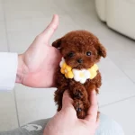 Nadir Guzellikte Safkan Toy Poodle Yavrularımız