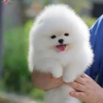 Elit Kan Hattı Pomeranian Boo