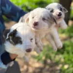 Ureticiden Saglıklı Border Collie Bebekler