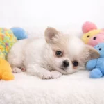 Pofuduk Xxs Mini Longhair Wc Egitimli