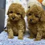Safkan Kore Poodle Yavrularımız Yeni Yuvalarını Arıyor