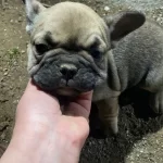 Gri Renk Nadir Yavru French Disi