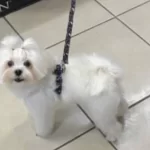 Maltese Terrier Paşa Efendiye Yuva Arıyoruz