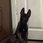 A Kalite Erkek Maskeli Malinos Yavrusu