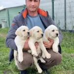 Secereli Grant Sampiyon Yavruları