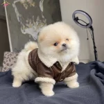 Pomeranian Teddy Face Yavrular