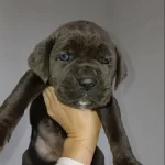 Blue Ve Otesi Cane Corsolar