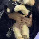 Iki Aylik Golden Yavrumuz