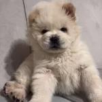 Asıları Yapılmıs Chow Chow