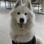 13 Aylık Cok Tatlı Tuy Yumagı Disi Samoyed