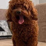 Saglıklı Orijinal Toy Poodle