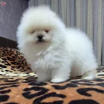 Ust Kalite Kar Beyaz Orijinal Irk Orijinal Boo