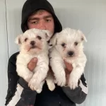 St Kalite Numara Maltese Terrier Yavrularımız