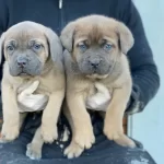 Formentino Cane Corsa Yavruları