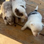 Red Merle Blue Merle Irk Ve Saglik Garantili Border Collie