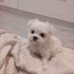 maltes pikam Maltese Terrier