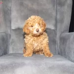 Poodle Guzelliginde Maltipoo Oglumuzzz