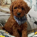 Toy Poodle Sevimli Yavrular Ev Uretimi