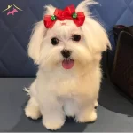 Kar Beyaz Maltese Terrer Cnsler