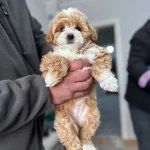 Gerçek Maltipoo Bebekler Panda Yüz Bebek Yüz