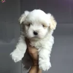 A Kalite Maltese Bebekler